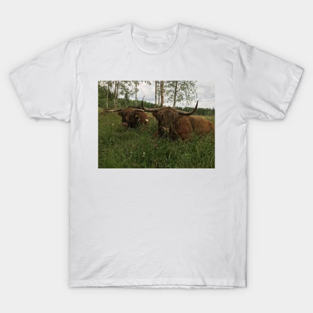 Scottish Highland Cattle Bulls 1469 T-Shirt by SaarelaHighland